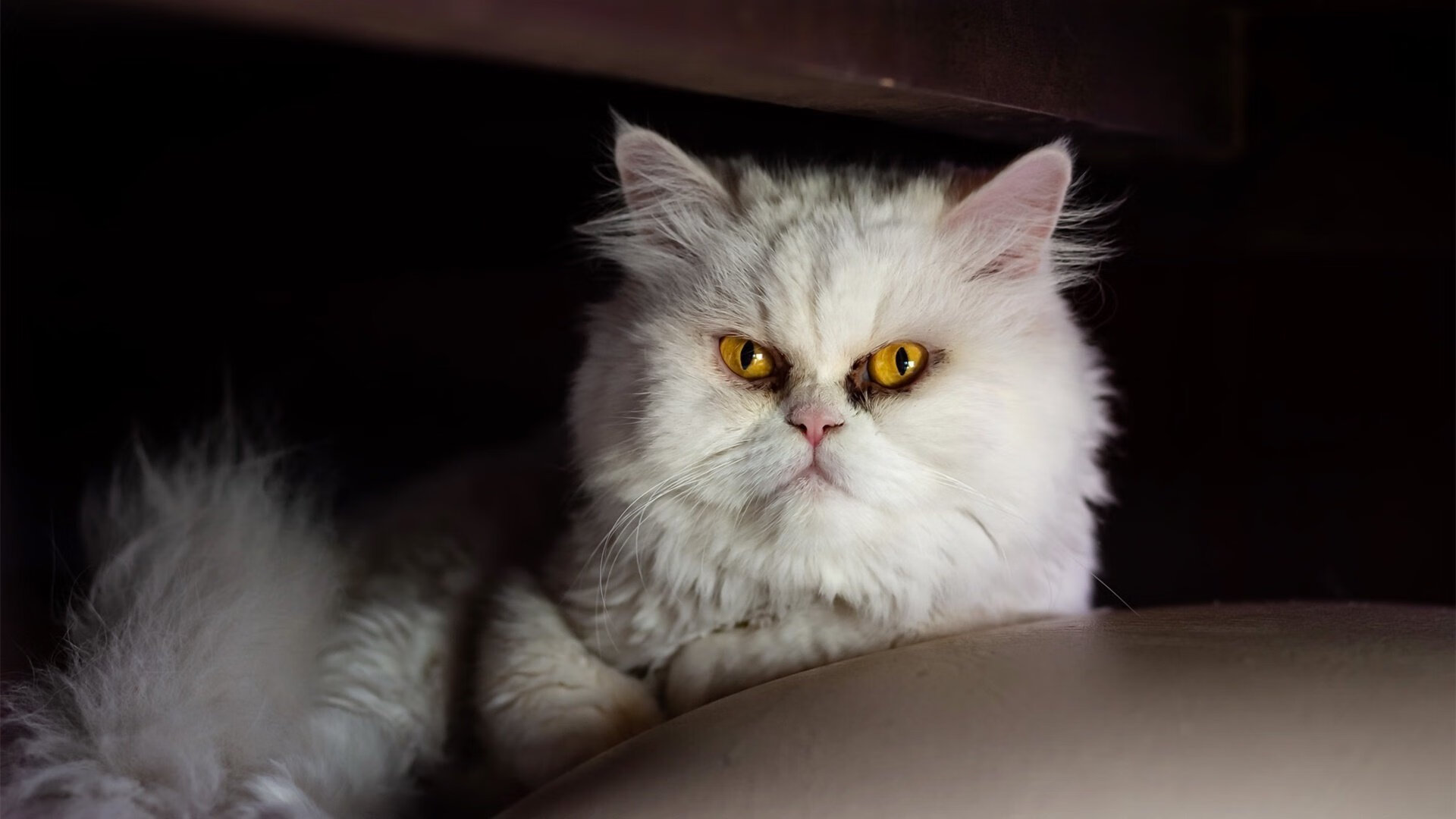 九游电竞资讯-中国男篮在国际比赛中力挫强敌，士气高涨，中国男篮国际赛场战绩